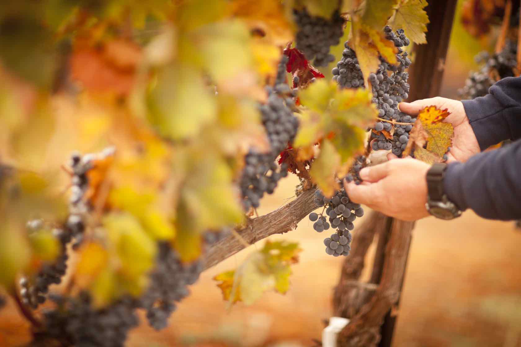 grape harvest in Tuscany
