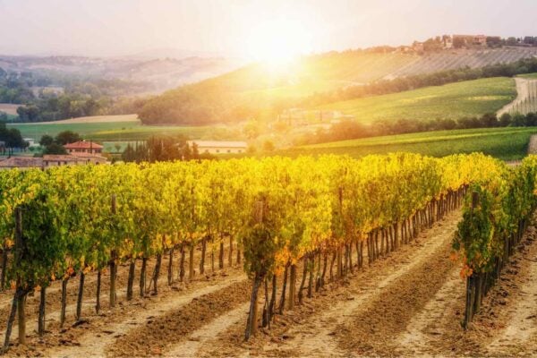 Grape harvest Tuscany