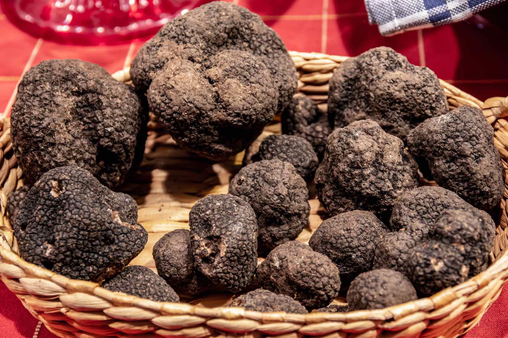 black truffles harvest in tuscany