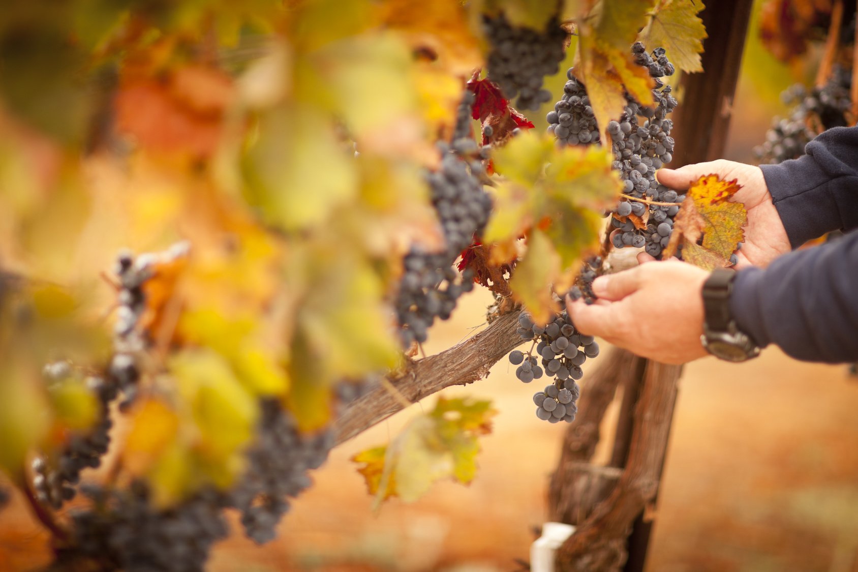 Eat in Italy in the autumn