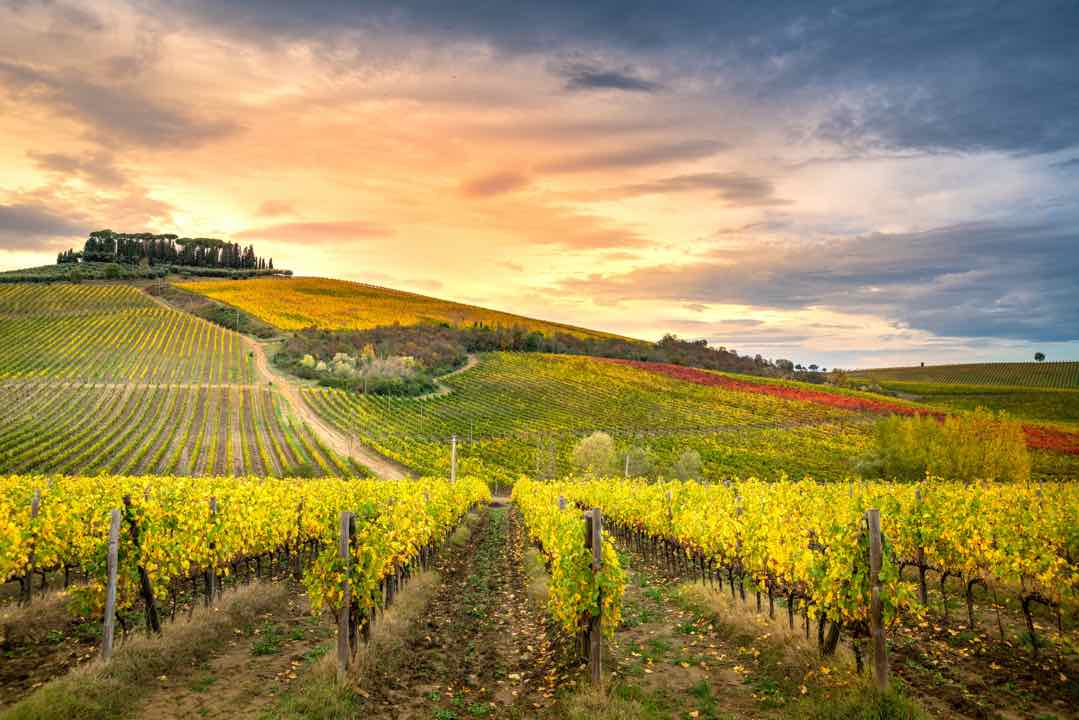 Tuscan Vineyard