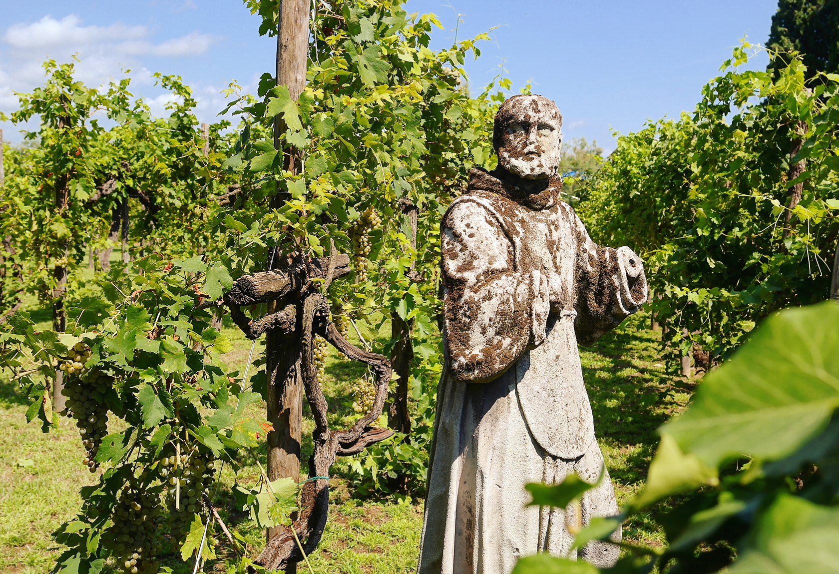 Torcello vineyard