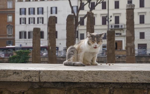Rome’s Largo di Torre Argentina Where Cats Sunbathe Amidst Roman History