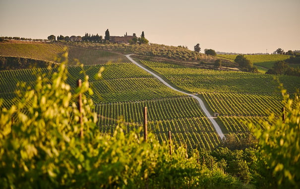 Florence Day Trips: The Best Wineries to Visit in Tuscany